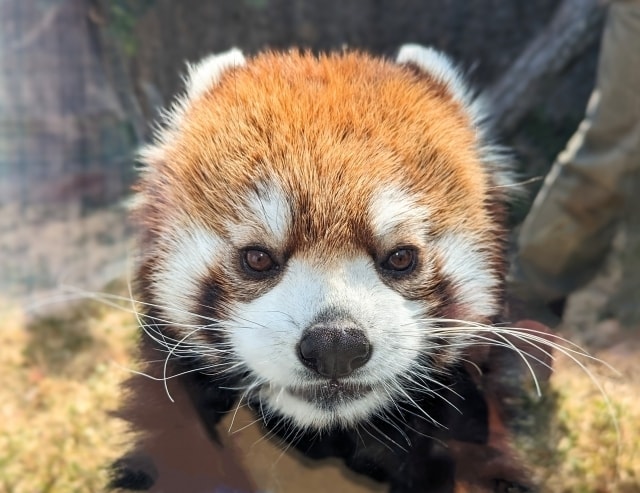 レッサーパンダ東山動物園