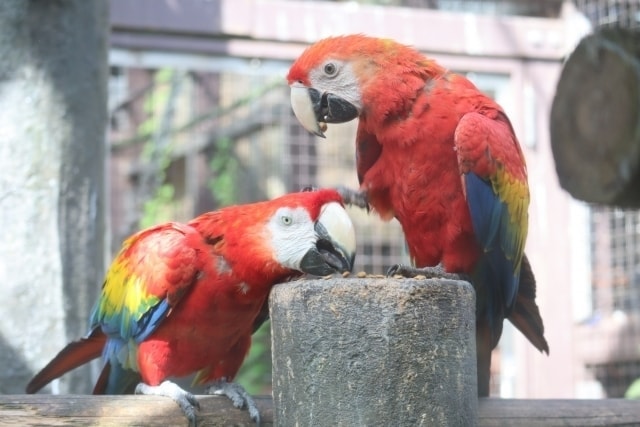 オウム:東山動植物園