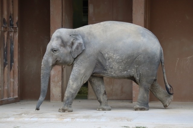 東山動物園_ゾウ
